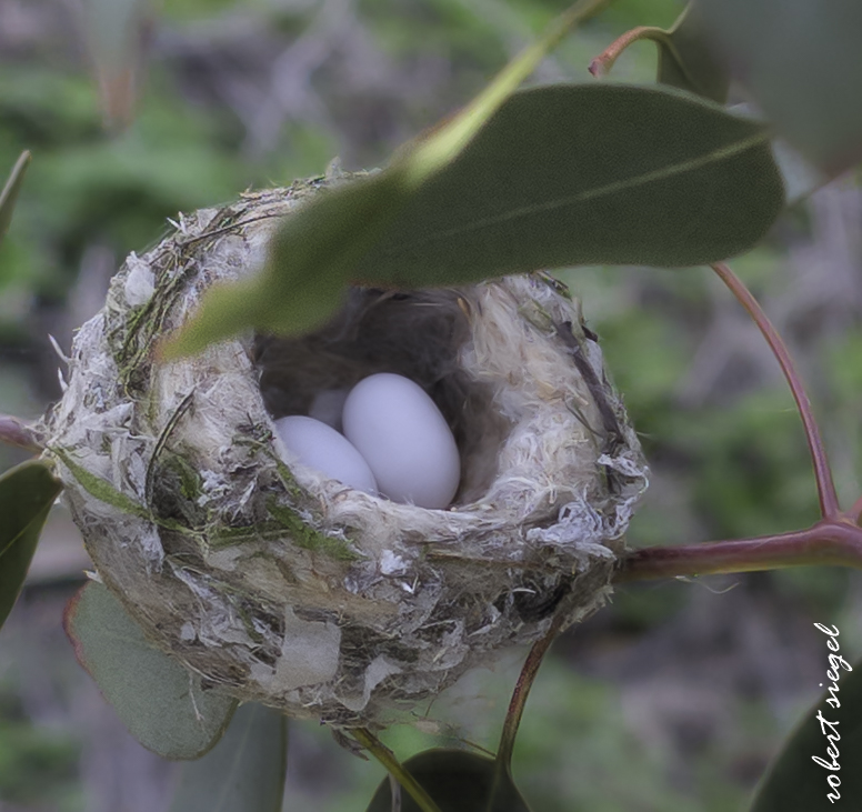 emily renzel wetlands 2026